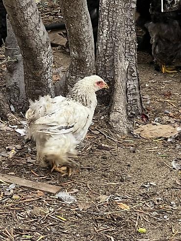 it bazari hardadi: Brahma cinsi dekorativ toyuqlar

4 ayliq fereler. Ve xoruzlar — 6