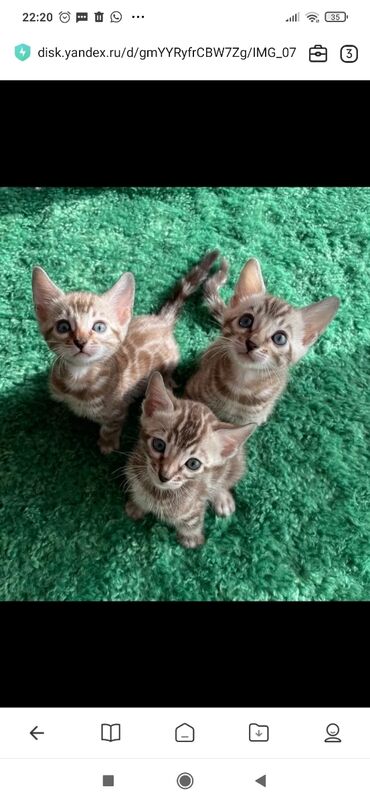 Продажа кошек: Бенгальская, 1 месяц, Мальчик, Белый, С документами, С прививками, Приучена к лотку — 14