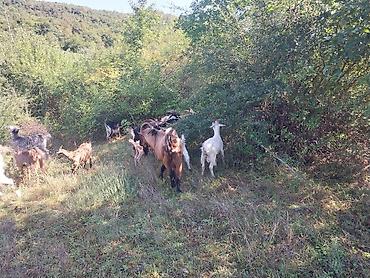 sane keci: Erkək, il: 2, Südlük — 2