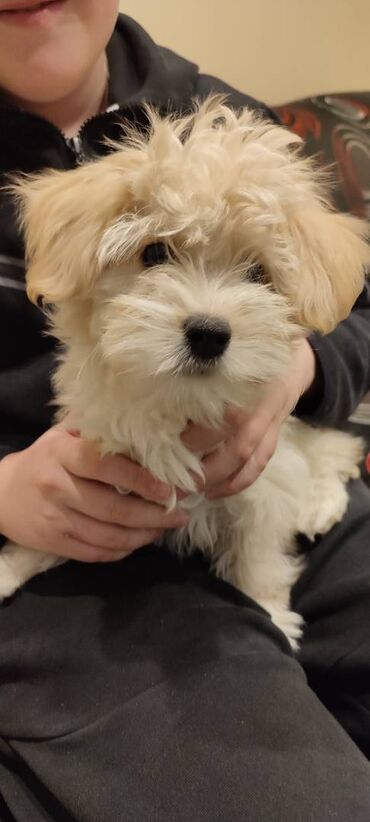 Psi: Na prodaju štene mužijaka havanskog bišona, izložbenog potencijala na lalafo.rs — 3 Psi: Na prodaju štene mužijaka havanskog bišona, izložbenog potencijala — 3