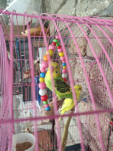 Tutuquşları: Sevgi quşlari biri 15 Azn Dalmatin və sarı-yaşıl rəng çalarlarında bir — 3