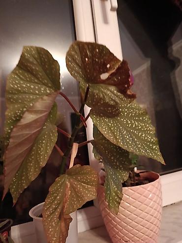 sitili: Bitki: Begoniya maculata (Polka-dot begoniya) Təsvir: - Dekorativ — 3