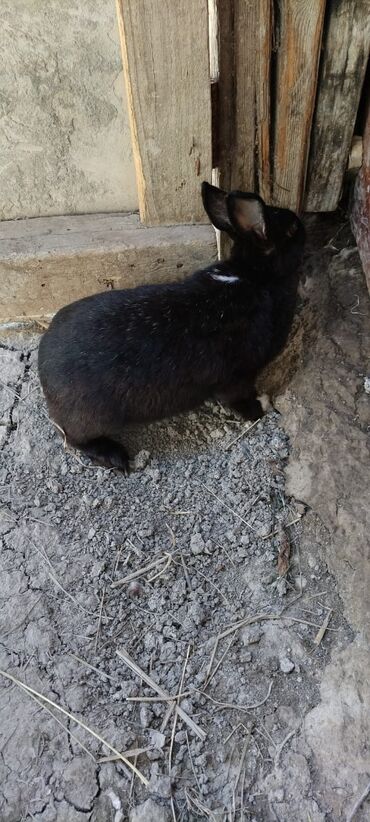 dovşan şəkilləri çəkmək: Dişidi diri çəkisi 3 kilodur