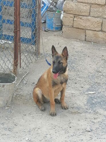 coban itləri: Belçika çoban iti, 2 ay, Dişi, Peyvəndli
