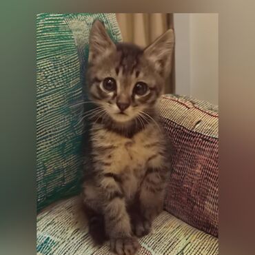 шотландец кот: Ласковый и активный мальчик. Возраст 2 месяца. Чистенький - обработан