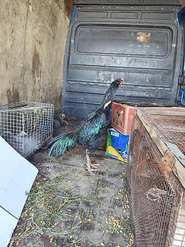 Куры, петухи: Продаю | Петух | Бойцовая, Дакан | Для боев — 8