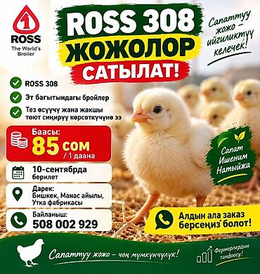 кучинские цыплята купить: Продаю | Цыплята | РОСС 308 | На забой — 1