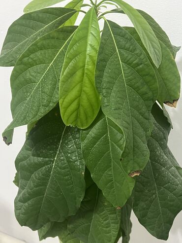 комнатный гранат: Дерево авокадо 🥑 высота 1.10