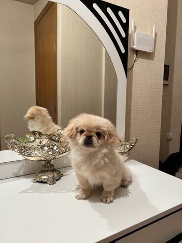 İtlər: Pekines, 3 ay, Erkek, Peyvəndli, Ödənişli çatdırılma