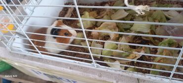 пчелиные соты: Отдам в хорошие руки!!! продаю морскую свинку, в связи с переездом в