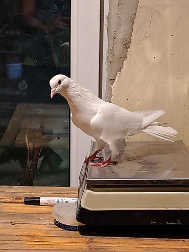 qus ucun qəfəs: 16-17tuk təmiz cilpaq ayaq aglar. biri erkey. biri mayadi. amma cut — 7
