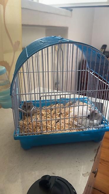 hamster: Kiçik gəmirici üçün qəfəs dəsti - Material: metal barmaqlıqlar və — 3