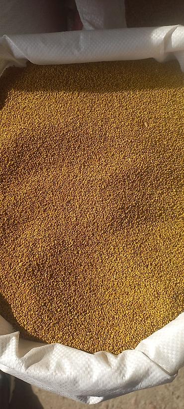 Другие виды семян и саженцев: 🌿Эспорцет үрөн урук 115 🌿Сатылат 🌿Дүң жана чекене 🌿Текшерүүдөн — 8