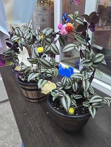 haktan pack: Традесканция зебрина (Tradescantia zebrina) в новом кашпо и готовом — 1