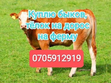 Куплю с/х животных: Куплю | Коровы, быки, Лошади, кони | На откорм, Самовывоз