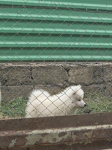 İtlər: Samoyed, Peyvəndli — 2