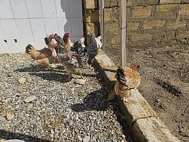 Toyuqlar: Toyuq, Yumurtalıq — 8