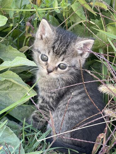 домашние кошки: Кошка даром: Беспородная, 1 месяц, Мальчик, Приучена к лотку