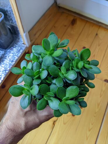 Bitki dərmanları: Krassula Dejecta