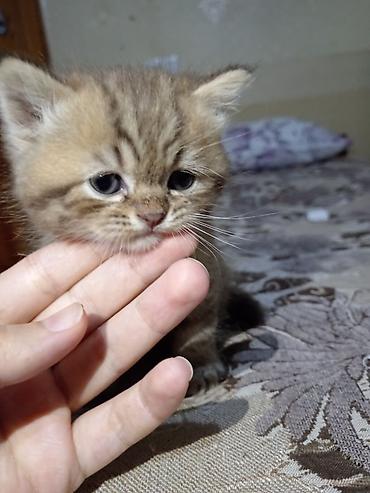 Pişiklər: Britan — 12