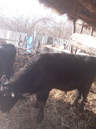 Inəklər, öküzlər: Erkək, il: 1, 360 kq, Damazlıq, Ünvandan götürmə — 6