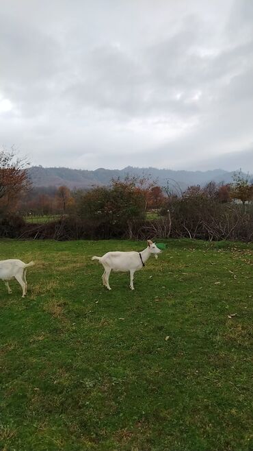 Keçi, çəpiş: Sanen safqan Südlük-törədici keçilər - Cins: ağ rəngli yerli/saanen — 2