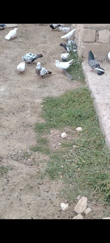Göyərçinlər: Quşlar satılır kom 3 m üsd üsdə çoxsu çütdü tam sağlam heyvanlardı 30 — 1