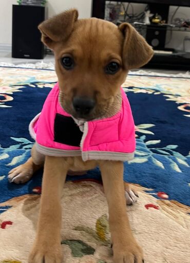 İtlər: Zərif və ağıllı ba - Cins: Cek Rassel Teryer - Rəng: qızılı-qəhvəyi — 8