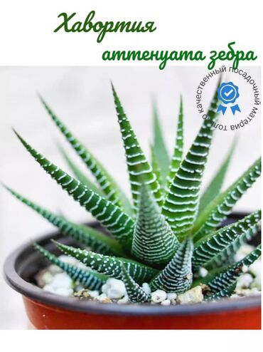 ульи пчелы: Куплю комнатное растение Хавортия (лат. Haworthia) - в здоровом