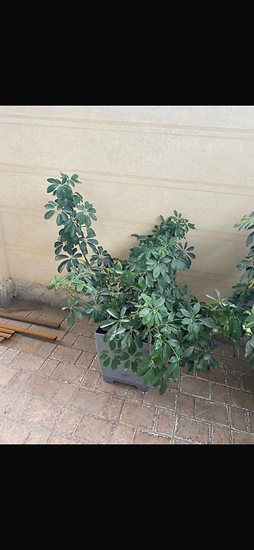 цветы на улицу: Шефлера (Schefflera arboricola) в декоративных горшках Цветы находятся — 1
