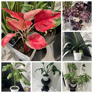 Драцены и Сансевиерии: Адаптированные пересаженные в горшках. Сансеvierия (Sansevieria — 45