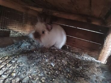 продам сельхоз животных: Продаю | Крольчата
