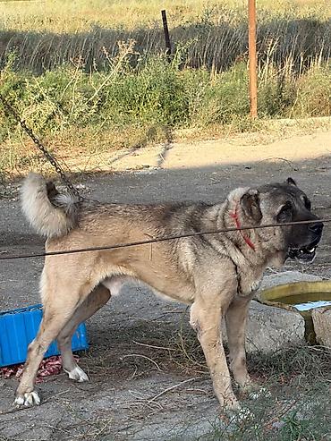 i̇t zvanok: Kanqal, 2 il, Erkək, Peyvəndli, Rayonlara çatdırılma — 3