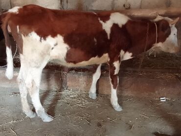 K/t heyvanları və malları: Dana, buzov, Dişi, Simental, ay: 8, 110 kq, Damazlıq, Ünvandan götürmə