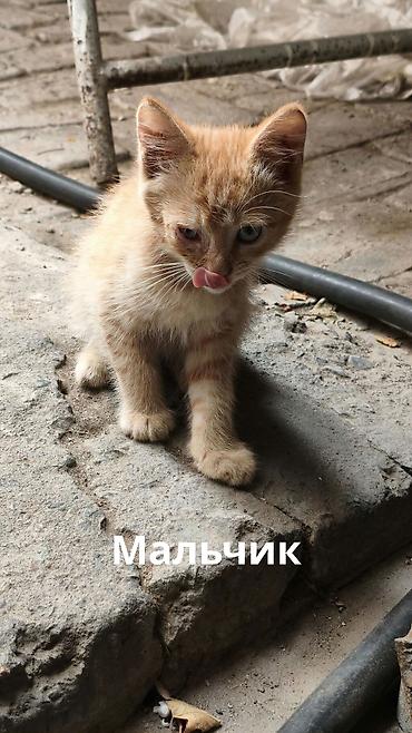 крысолов: Отдаю в добрые руки котят потомственных охотников-крысоловов один — 8