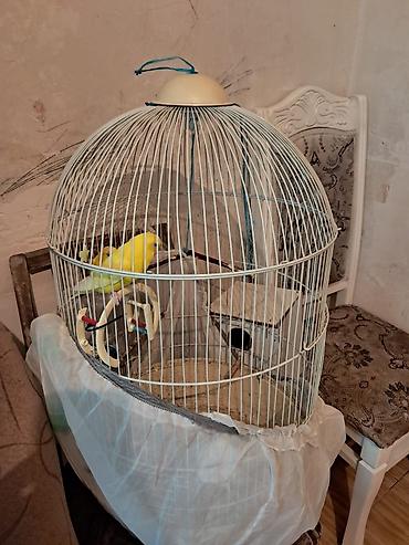Quşlar: Tam sagam quşlardı cürdü 5-7 aylıqdı setqası, yem qabısı, su qabısı — 3