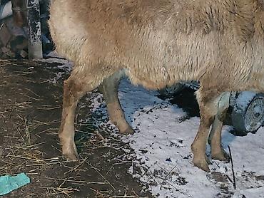 Баран, овца: Продаю | Баран (самец) | Арашан | Для разведения | Осеменитель — 7