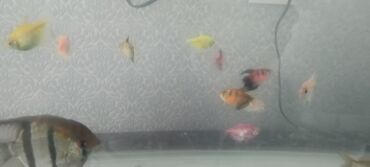 İtlər: Tetra balığı, Sülhsevər