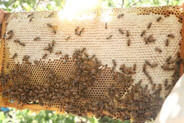 Продам пчелосемьи оптом и в розницу. Отличные пчёлы, приносят много