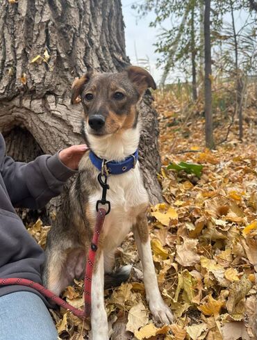 английский бульдог бишкек: Ит бекер берилет: Жөнөкөй ит, 6 айлык, Ургаачы, Эмделген