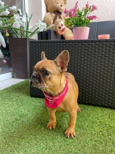 Psi: Odgajivacnica "Happy Puppies" ima u ponudi prelepe stence francuski na lalafo.rs — 8 Psi: Odgajivacnica "Happy Puppies" ima u ponudi prelepe stence francuski — 8