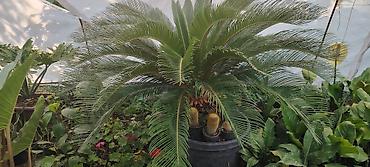 Saqo palmı (Cycas revoluta) – iri, dekorativ saksı bitkisi - Növ