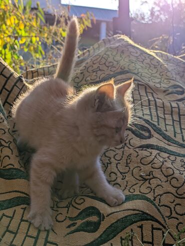 продажа домашних животных: Котята, домашние, игривые. Описание: - Окрас: рыжий и кремово-белый