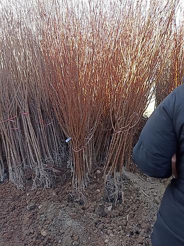 Виноград: Саженцы оптом и в розницу г.Бишкек доставка по городу Все виды — 23