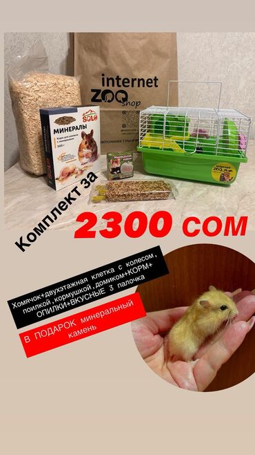 Хомяки: Продаются хомячки джунгарские, сирийские, ангорские пушистые хомячки — 23