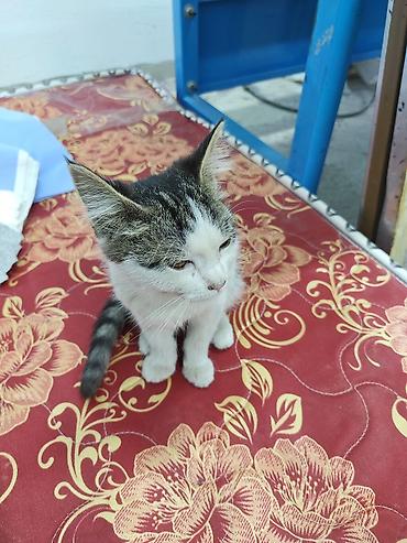 сиамская кошка даром: Отдам котёнка даром. Живет в цеху скоро зима за ним не кому — 4