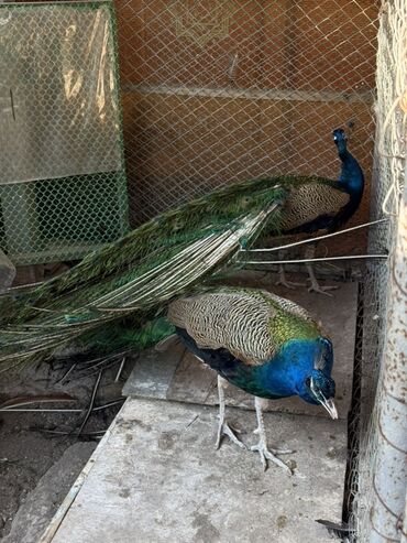 Tovuz quşları: SATILIR‼️ Gəncə ş. Göy rəngli tovuz quşları mövcuddur. Bu quşlar öz — 3