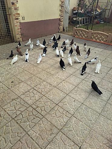 Göyərçinlər: Salam 35 eded goyercindi kom 7 manat.tek tek 10 manat. Təsvir: - — 7