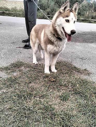 quba heyvan satisi: Xaski, 5 ay, Dişi — 1