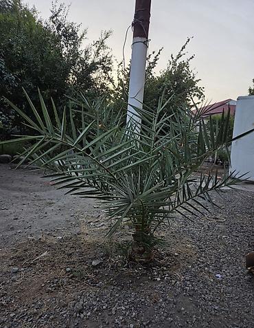 iran xurması ağacı: 2 ədəd 110-130 sm arası xurma tingləri. Həmişə yaşıl, cavan xurma — 3